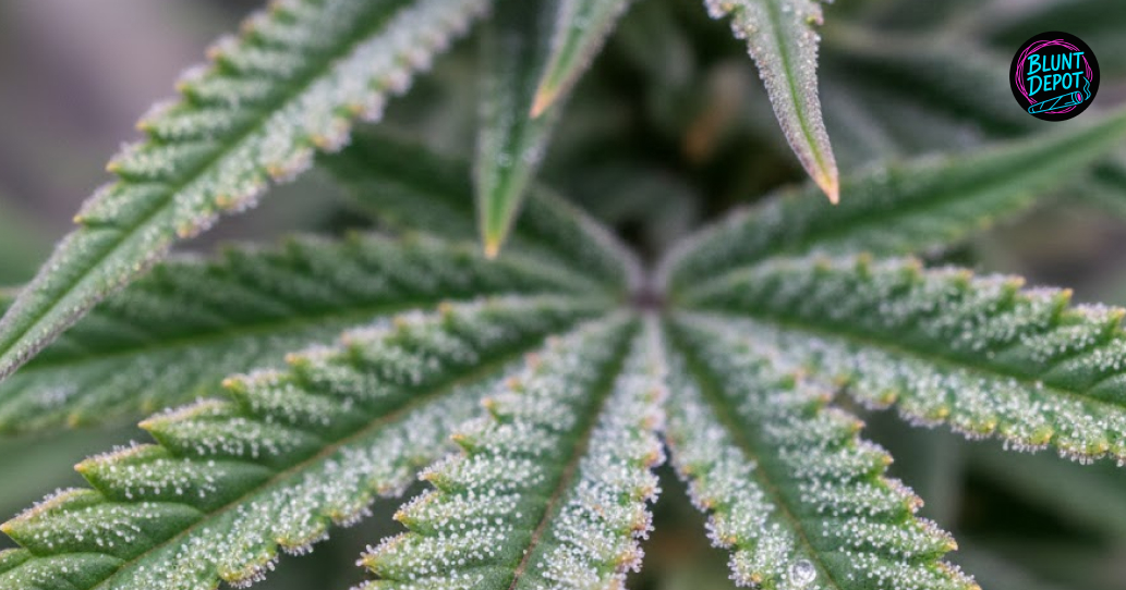 Interior of local cannabis dispensary serving Weslaco customers