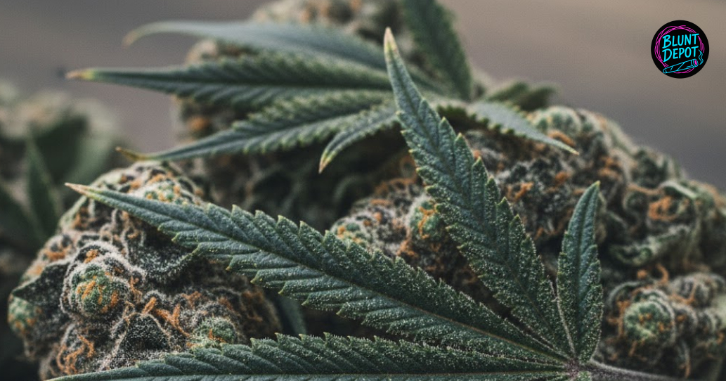 Indoor grow room featuring Gary Payton hybrid cannabis plants