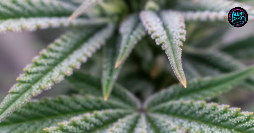 Interior of a local dispensary serving Wichita Falls
