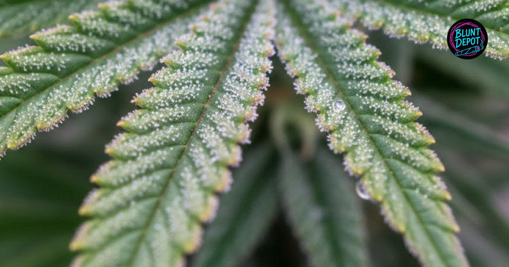 Top cannabis flower strains for delivery in Zapata