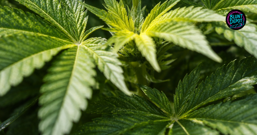 The Original Z weed strain premium cannabis buds displayed in a modern lifestyle arrangement.