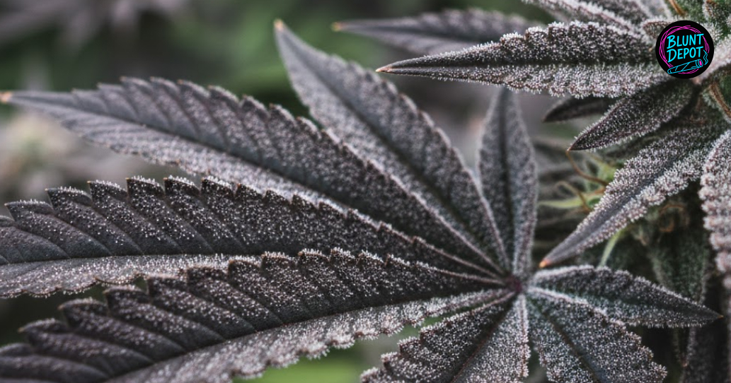 Black Diamond cannabis flower full bud