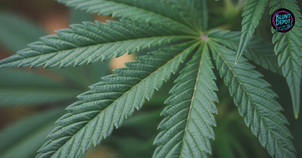 Discreet weed delivery Richland Hills Texas