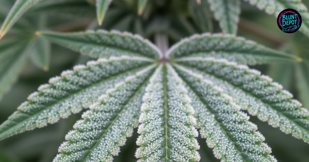 Local marijuana delivery driver in Trophy Club Texas