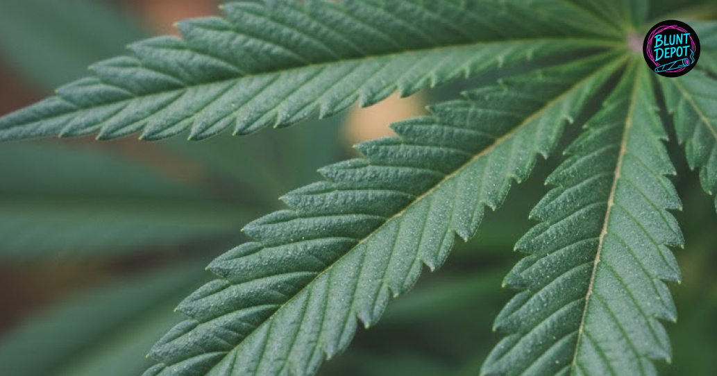 Gas Face cannabis flower full bud