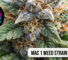 A high-end digital banner for the Mac 1 weed strain featuring a character mascot and professional lifestyle graphics.