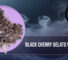 A high-quality banner featuring a dense, dark purple Black Cherry Gelato weed strain bud in a circular frame with a smokey aesthetic.