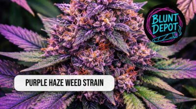 Macro shot of Purple Haze weed strain buds with visible trichomes