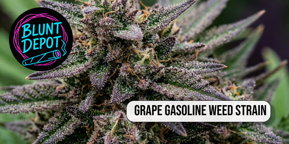 Top shelf Grape Gasoline weed strain buds displayed on a wooden surface with a scoop of grape gelato.