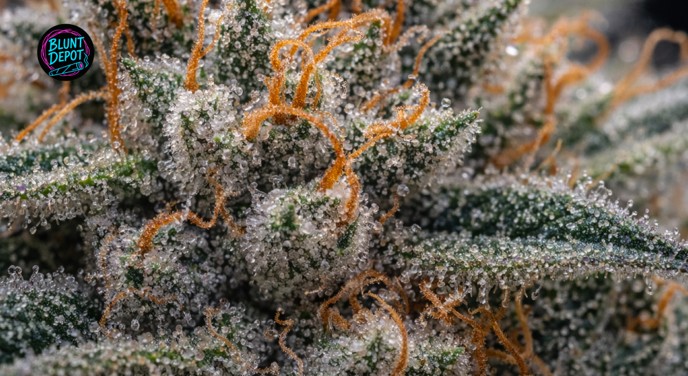 Silver Haze weed strain