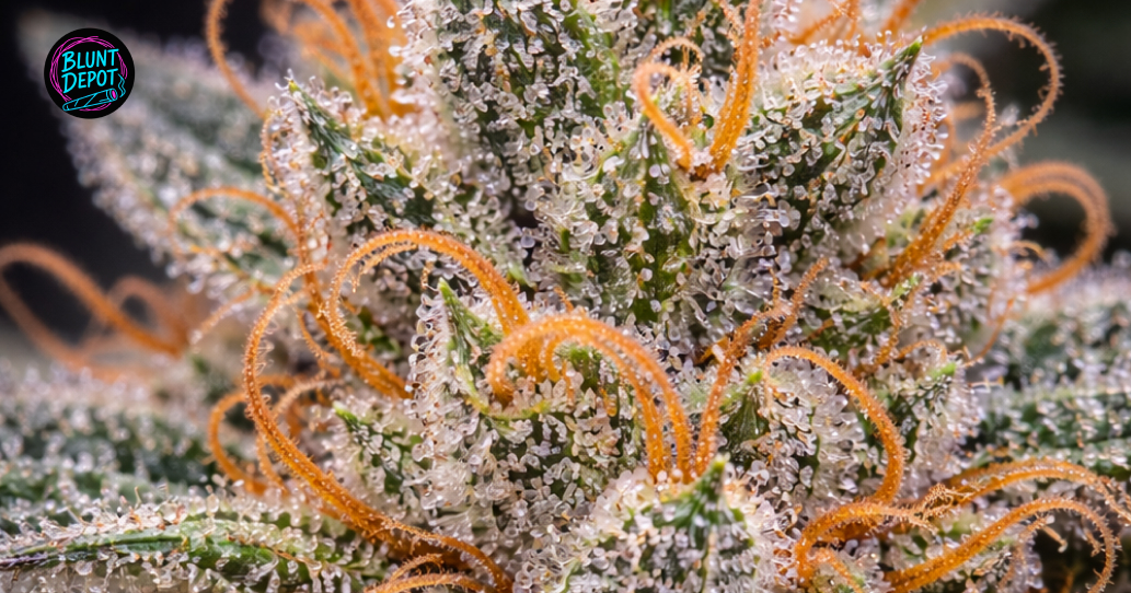 Multiple exotic cannabis buds of the Zookies strain displayed on a dark surface to show texture.