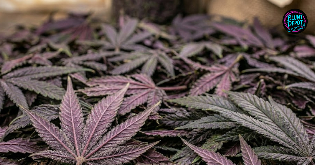 Indoor grow room with Purple Haze cannabis plants