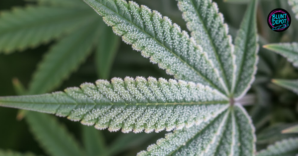 Several large and resin-rich buds of the Nerds weed strain displayed in a professional cultivation setting.