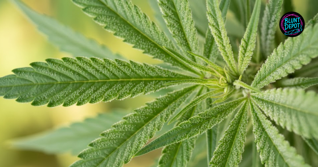 A macro close-up of a green cannabis leaf from a Blue Zushi strain plant covered in sparkling white trichomes.