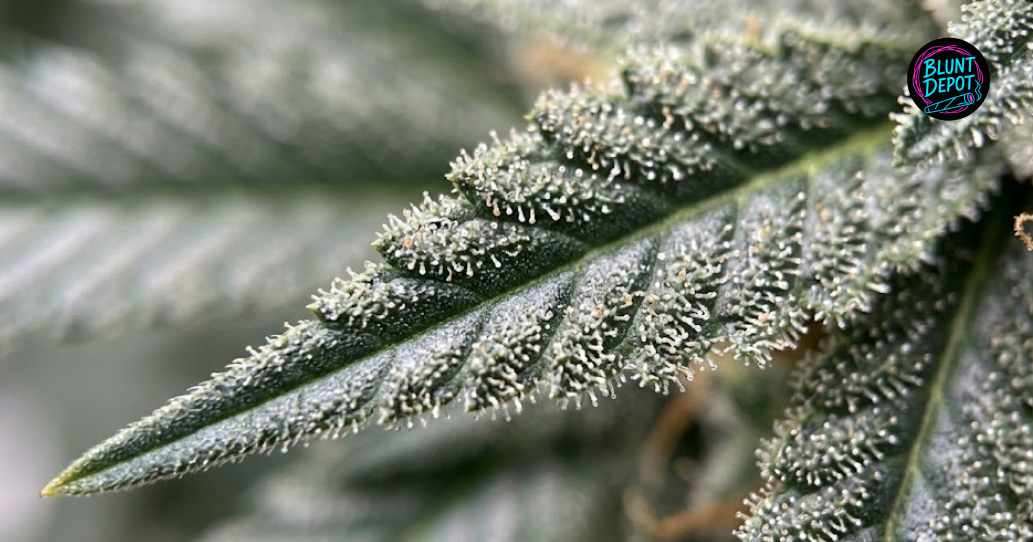 Lifestyle presentation of Super Silver Haze weed strain premium buds