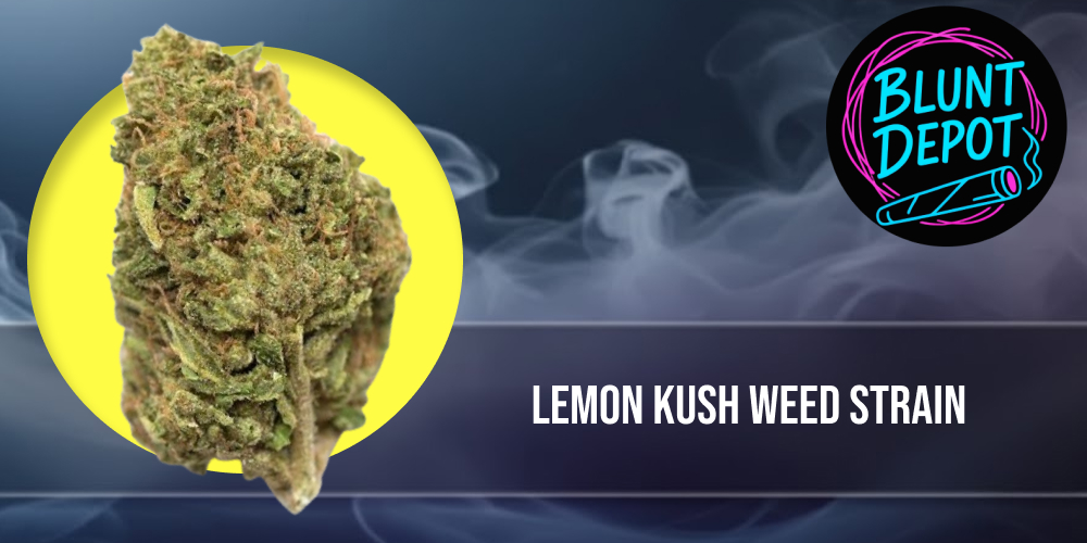 Close-up of a dense and frosty Lemon Kush weed strain bud with vibrant green leaves.