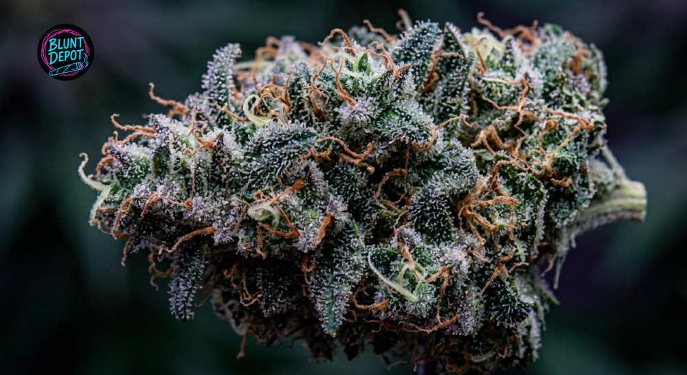 Extreme macro shot of white crystalline trichomes on a premium White Widow hybrid flower.