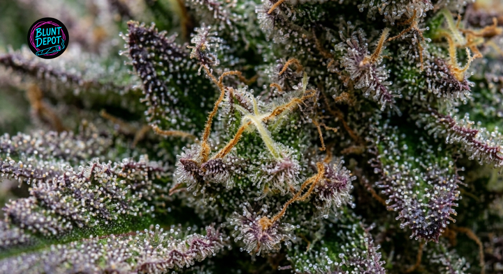 Macro photography of Granddaddy Purple buds featuring crystalline resin and bright orange pistils.