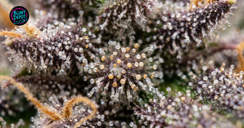 Extreme macro photography of clear and amber trichomes on the surface of a GSC weed strain leaf.