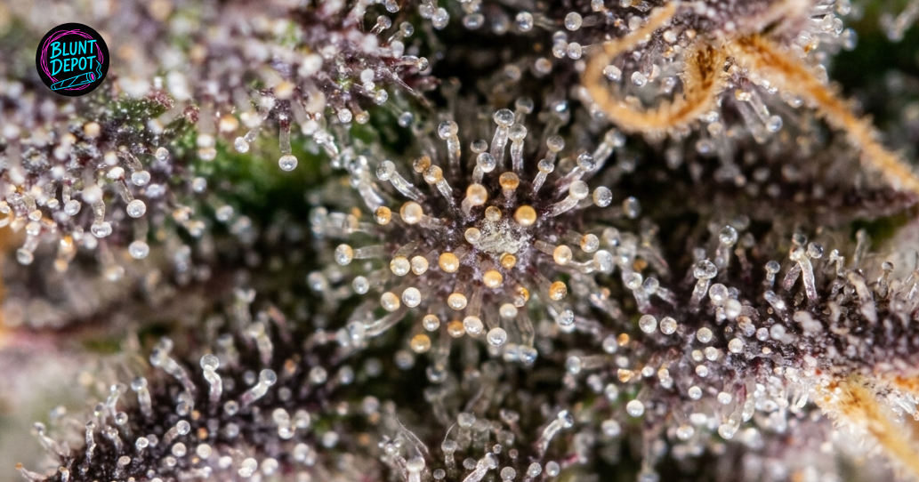 Cured Chocolope strain buds displayed on a wooden surface next to a grinder and lifestyle cannabis tools.