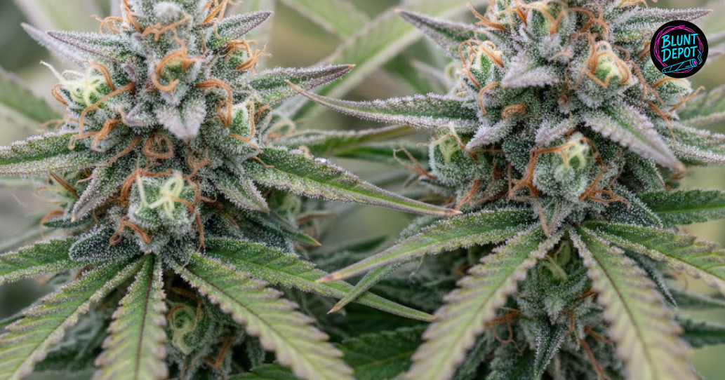 Overhead view of a flowering Jenny Kush weed strain bud showing white pistils and frosty sugar leaves.