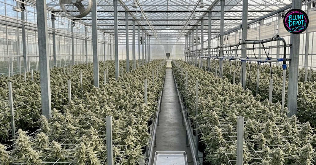 Flowering Cherry Poppers cannabis plants with heavy, resinous colas under professional grow lights.