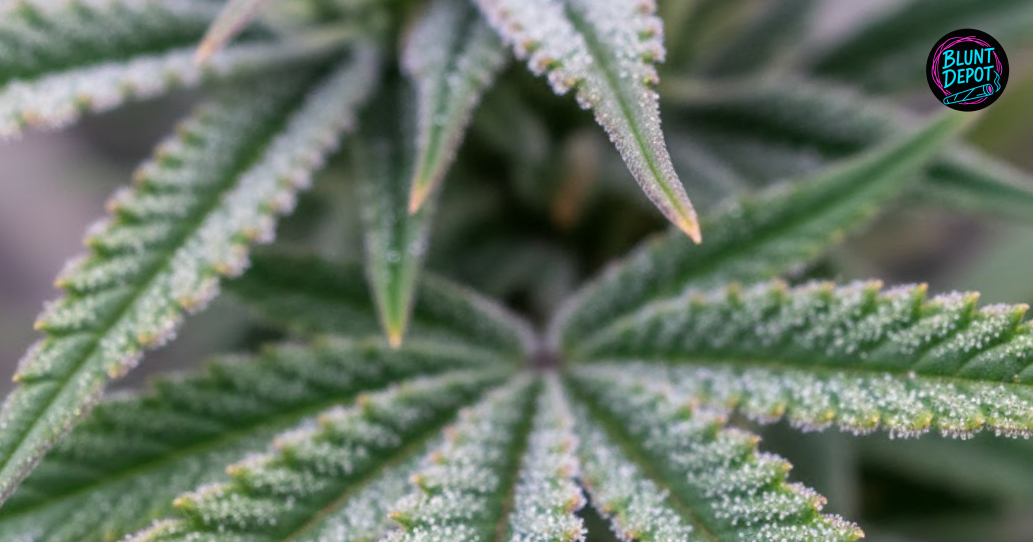 A flowering Mandarin Cookies cannabis plant with heavy, resinous colas under bright indoor grow lights.