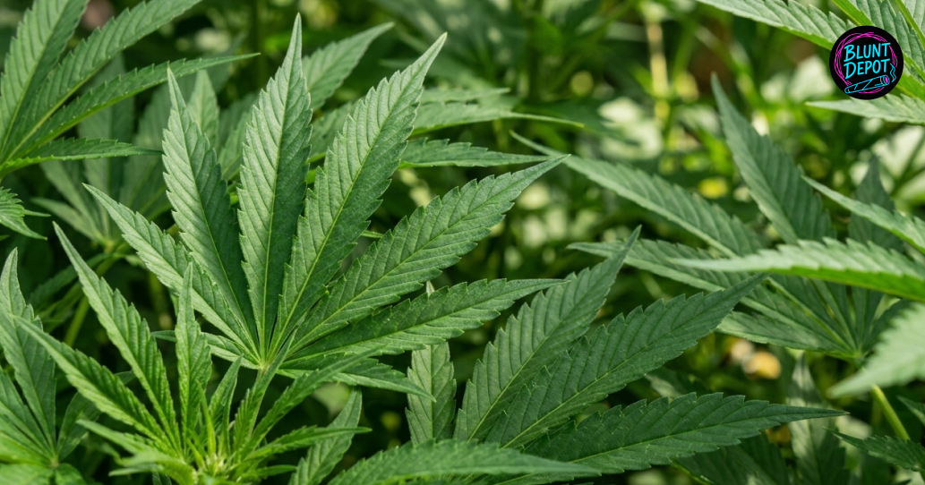 A large, healthy green fan leaf from a Lemon Kush cannabis plant in a bright outdoor environment.