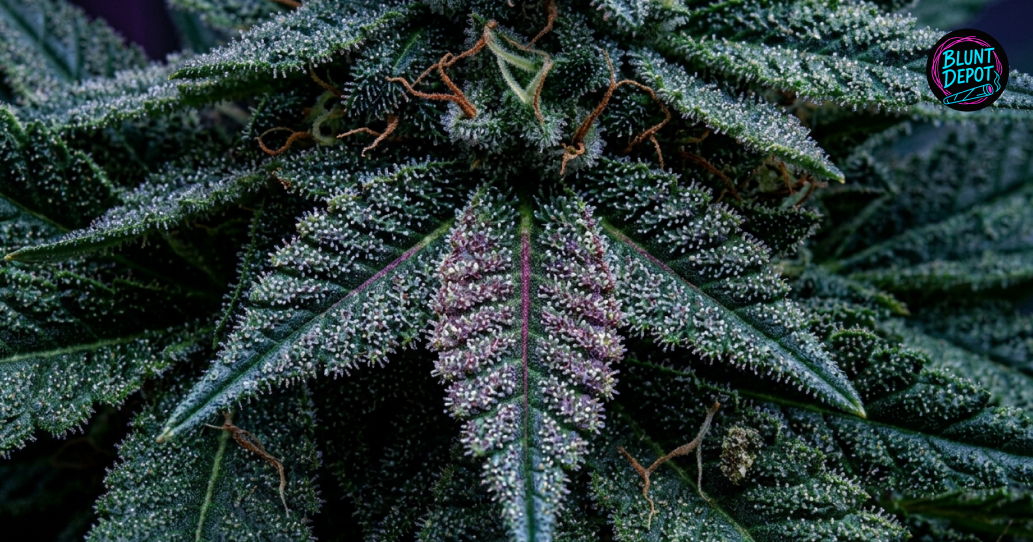 Close-up of a resin-coated cannabis leaf from an AK-47 plant during late-stage flowering.