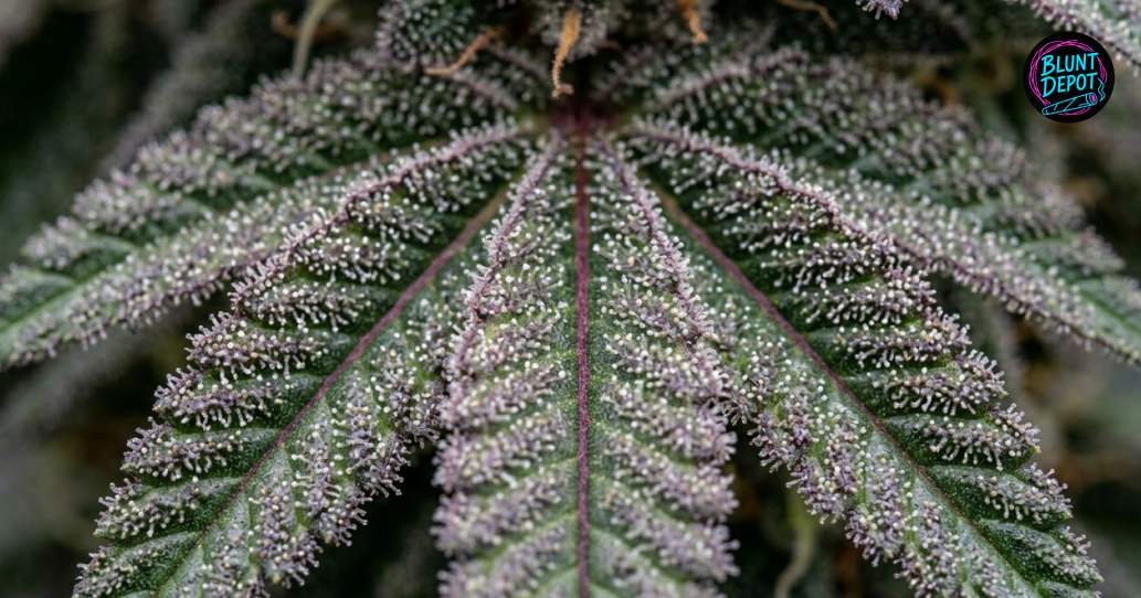 A purple-tinted cannabis leaf from a Granddaddy Purple plant covered in a thick layer of white trichomes.