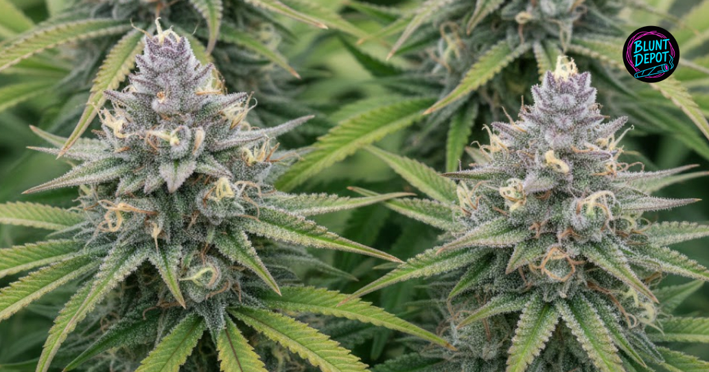 Two large, frosty colas of the White 99 weed strain growing side-by-side in a controlled environment.