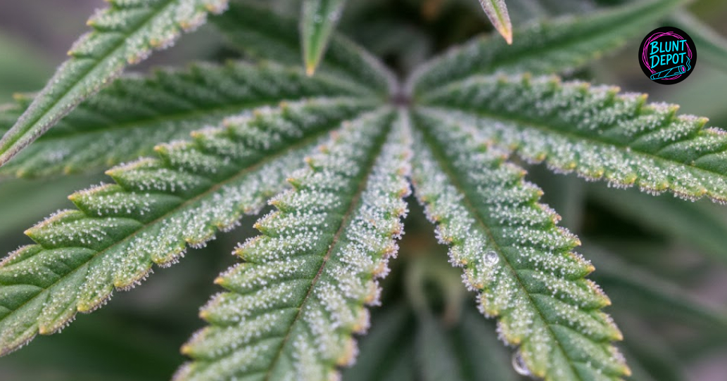 A bright green cannabis leaf from the Strawberry Shortcake strain dusted with sparkling white trichomes.