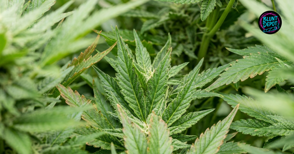 Rows of tall, flowering King Tut weed strain plants under high-intensity LED lights in a commercial facility.