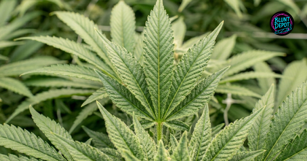 Wide shot of healthy green cannabis fan leaves from a Jack Herer plant in an indoor garden.