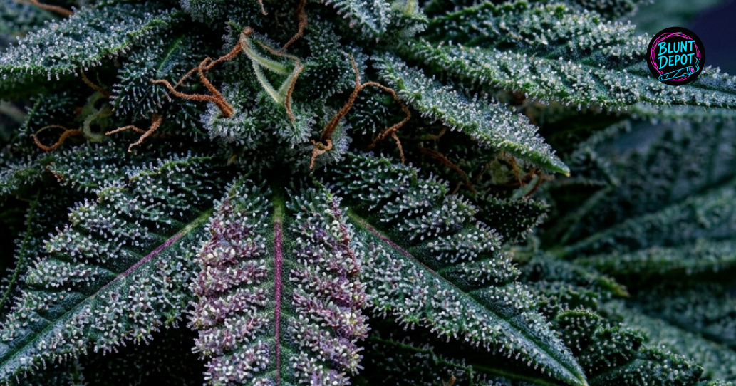 Close-up of a dark green and purple cannabis leaf from a Gelato plant covered in white resin glands.