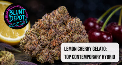 Lemon Cherry Gelato Top Contemporary Hybrid