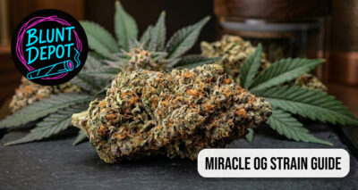Miracle Og Strain Guide